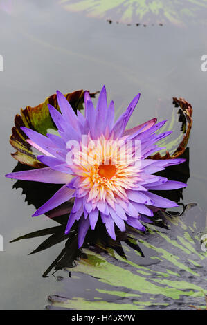 Fleur de nénuphar, Nymphaea, spéc. Banque D'Images