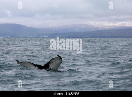 Rorqual à bosse, mer, côte, l'Islande, Banque D'Images