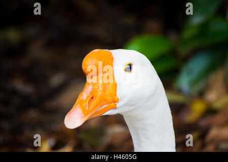 Les animaux des rideaux, des plumes d'oie chinois du blanc et becs orange vif Banque D'Images