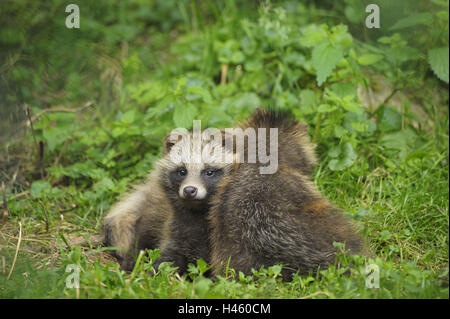 Le chien viverrin, Nyctereutes procyonoides, mangut, les jeunes animaux, chiots, herbe, assis, Banque D'Images