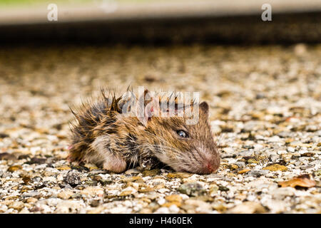 Sale petit rat à partir de feuilles en vous regardant avec de petits yeux noirs et Banque D'Images