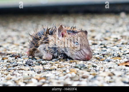 Sale petit rat à partir de feuilles en vous regardant avec de petits yeux noirs et Banque D'Images