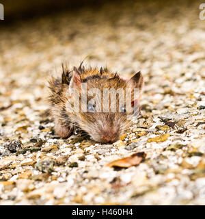 Sale petit rat à partir de feuilles en vous regardant avec de petits yeux noirs et Banque D'Images