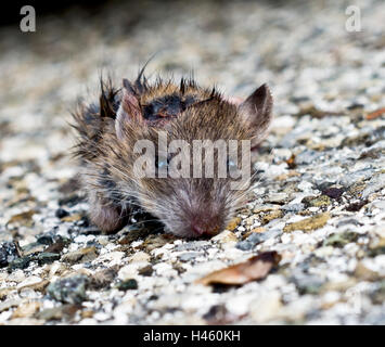 Sale petit rat à partir de feuilles en vous regardant avec de petits yeux noirs et Banque D'Images