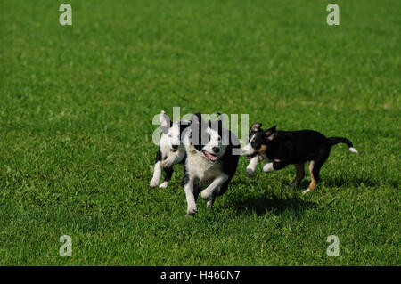 De Border Collie, l'écrou avec les chiots, exécuter, head-on, Banque D'Images