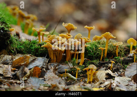 Girolles Cantharellus tubaeformis, trompette, bois, automne, Banque D'Images