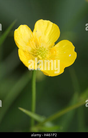 Creeping crowfoot, Ranunculus repens, Banque D'Images