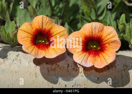 Peu de magie cloches, 'million Bells', Calibrachoa, Banque D'Images