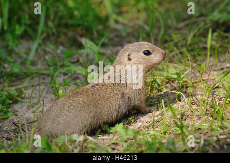 Spermophilus citellus Ziesel, européen, prairie, vue latérale, Banque D'Images