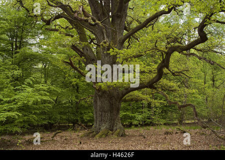 Allemagne, Hesse, Rhénanie du parc national du bois dur, forêt vierge château Saba, un chêne au printemps Banque D'Images