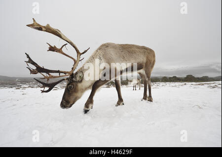 Renne, Rangifer tarandus, Banque D'Images