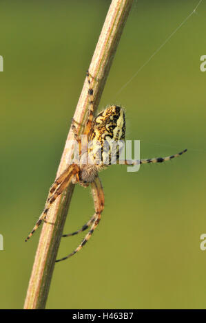 Les feuilles standard-radian spider dans l'herbe, lame Banque D'Images
