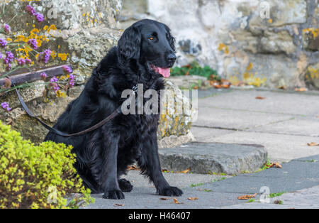 Chien Retriever noir attaché assis sur le sol. Banque D'Images