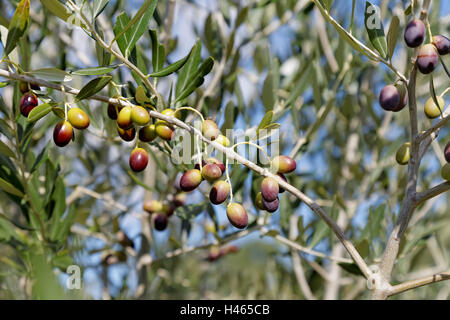 Olives sur l'arbre sur fond de ciel bleu avec mouche de l'olivier