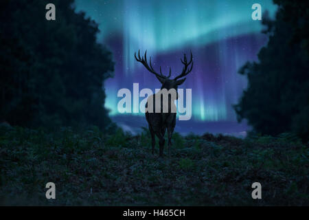 Belle image paysage de Red Deer stag silhouetté contre de superbes aurores boréales Aurores Boréales ciel nocturne Banque D'Images