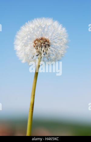 Le pissenlit, Taraxum officinale, blowball détail,, Banque D'Images