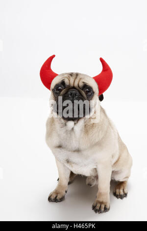 Le PUG, habillé, cornes du diable, s'asseoir, studio, Banque D'Images