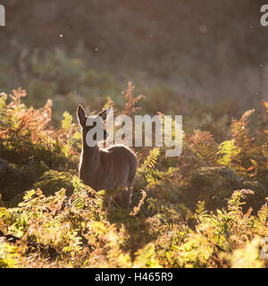 Red Deer doe hind jeune veau en automne automne forêt image paysage Banque D'Images