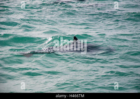 Dauphin sauvage nage dans l'Océan Indien, les eaux au large de l'Île Penguin jusqu'à Rockingham, en Australie occidentale. Banque D'Images