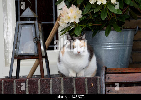 Chat de maison, muraille, fleur à remous, Banque D'Images