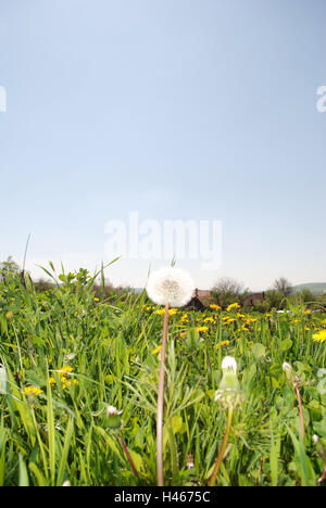 Le pissenlit, Taraxum officinale, blowball détail, prairie, fleurs, pré, prairie, fleurs de pissenlit, fleurs, jaune, s'est évanoui, nature, paysage, plantes, printemps, jour de printemps, Evanescence, concept, tiens, copy space, rural, sky, ciel, Banque D'Images