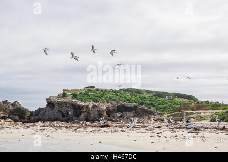 Des pélicans en vol au-dessus de paysage de l'île à distance avec des pélicans, cormorans et un lion de mer à Rockingham, l'ouest de l'Australie Banque D'Images