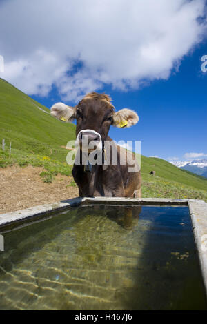 La Suisse, les Grisons, Prättigau, creux, vache, voir, de l'eau, paysage, Banque D'Images