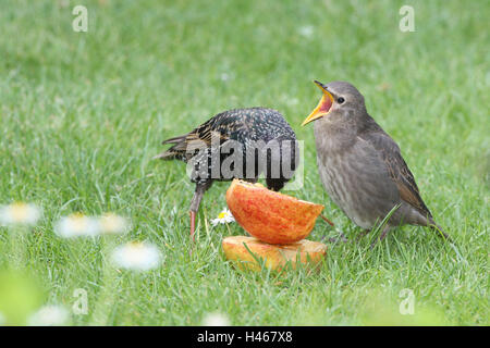 Le glaucome, jeune oiseau, nourrir, mendier, Banque D'Images