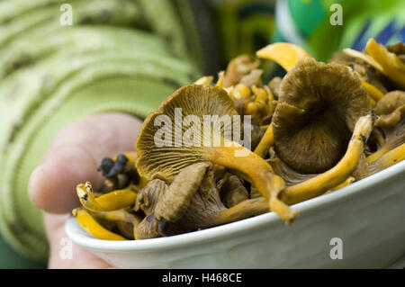 Man's hands, plaques, trompette, girolles Cantharellus tubaeformis, attente, medium close-up, les champignons, les champignons comestibles, fraîchement, chanterelles, champignons, champignons stand de chaumes, trompette chanterelle, Cantharelles, personne, homme, détail, part, mangeable, dans selfrequest, Banque D'Images