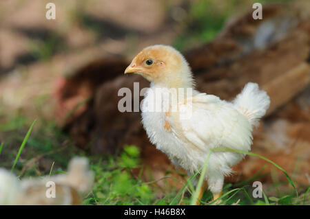 Poulet, Gallus gallus domesticus, Poussin, Banque D'Images