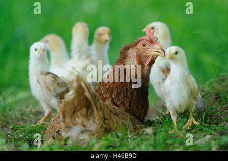 Poulet, Gallus gallus domesticus, hen avec chick, Banque D'Images