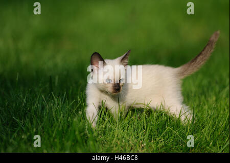 Chat Siamois Seal Point, jeune animal, meadow, debout, en vue latérale, Banque D'Images