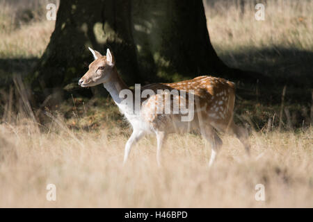 Doe daims au cours de l'automne à Petworth Park dans le West Sussex, Angleterre Banque D'Images