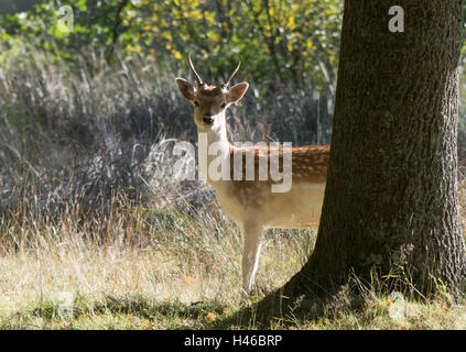 Les jeunes daims stag (buck) au cours de l'automne à Petworth Park dans le West Sussex, Angleterre Banque D'Images