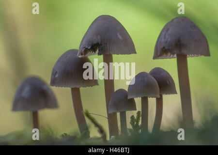 Close-up d'un groupe d'toadstools sur une souche d'arbre couverts de mousse à Surrey, Angleterre Banque D'Images