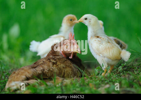 Poulet, Gallus gallus domesticus, hen avec chick, Banque D'Images