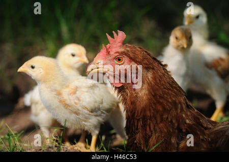 Poulet, Gallus gallus domesticus, hen avec chick, Banque D'Images