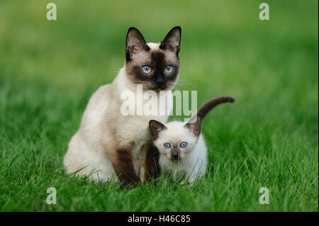 Les chats siamois Seal Point, mère avec de jeunes animaux, pré, assis, de face, Banque D'Images