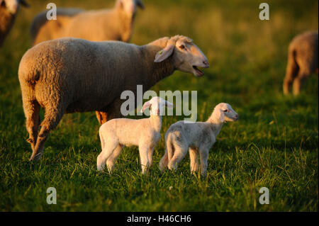 Les moutons domestiques, Ovis orientalis bélier, agneaux, vue de côté, debout, looking at camera, Banque D'Images