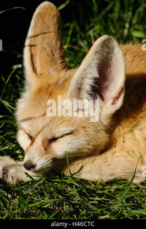 Fennek, Vulpes zerda, portrait, side view, sommeil, Banque D'Images