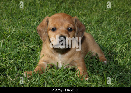 Jeune chien hybride réside dans l'herbe, Banque D'Images