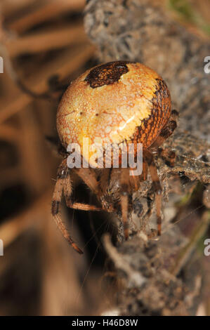 Marbré de jardin araignée, femme, jaune, brun-rouge, Banque D'Images