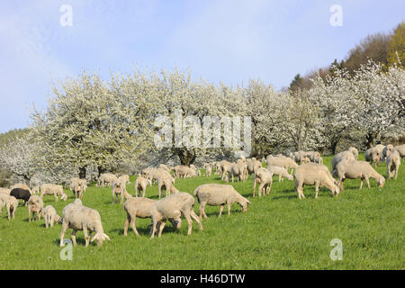 Pré, moutons, broutent, mis au pâturage des cerisiers, arbres, l'élevage, l'élevage de moutons, de bénéficier d'animaux, animaux, animaux domestiques, maintien de l'élevage, l'élevage, la nature, la laine, la laine des animaux, les cerisiers en fleurs, Banque D'Images