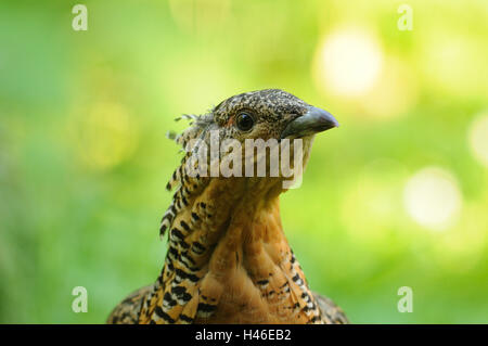 Grand Tétras Tetrao urogallus, Côté, vue, portrait, forêt de Bavière, Banque D'Images