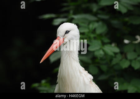 Cigogne blanche, Ciconia ciconia, portrait, tête, vue sur l'appareil photo, Banque D'Images