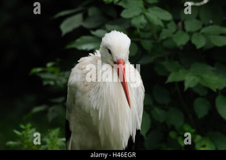 Cigogne blanche, Ciconia ciconia, portrait, tête, vue sur l'appareil photo, Banque D'Images