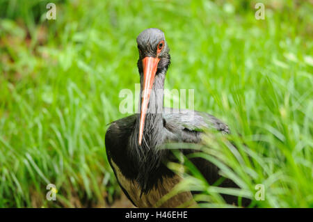 Cigogne noire, Ciconia nigra, la forêt de Bavière, rendez-vous, tête, vue de l'appareil photo, Banque D'Images