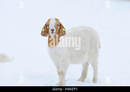 Boer chèvre, chèvre domestique, Capra aegagrus hircus, jeune animal, neige, hiver, debout, vue de côté, Banque D'Images