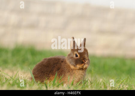 Nain de couleur havane 'blaze', jeune animal, prairie, vue de côté, s'asseoir, voir dans l'appareil photo, Banque D'Images