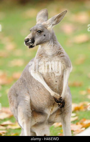 Kangourou rouge, Macropus rufus, vue de face, assis, à la droite, Banque D'Images